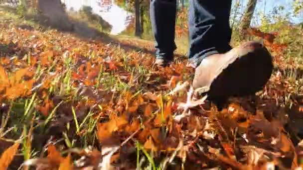 带着这次远足旅行的特写 踏入秋天的中心 当一个人走过布满生机勃勃的秋天树叶的森林时 紧跟着他的脚和腿 体验生活的本质 — 图库视频影像
