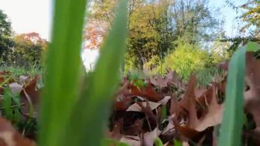 Düşen yapraklardan oluşan bir halıda huzurlu bir yolculuğa çıkarken sonbaharın dingin güzelliğini hissedin. Bu büyüleyici düşük açılı video sizi sonbaharın canlı renklerine batırır.