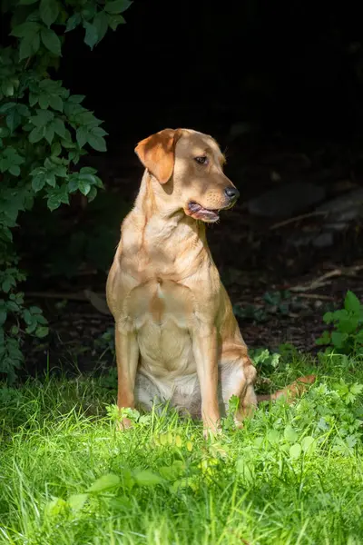 Experience the heartfelt connection between nature and this beautiful golden brown Labrador Retriever. In this serene vertical portrait, the suns warm embrace highlights the dogs expressive gaze as