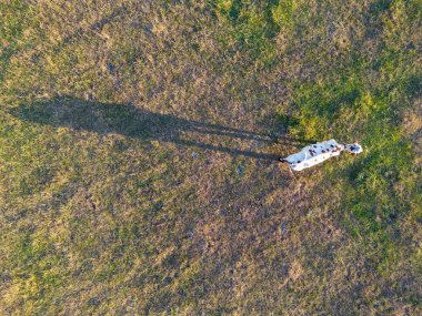 Doğanın dingin güzelliğine bakın zarif bir inek batan güneşin yumuşak, altın ışığında otlarken. Bu büyüleyici hava perspektifi, ineklerle kırsal yaşamın sükunetini yakalıyor.