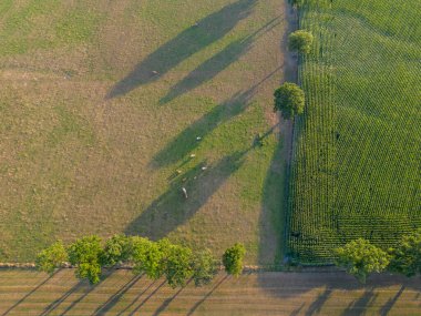 Bu panoramik hava manzarası ile kırsal alanın nefes kesici güzelliğini deneyimleyin. Sarı-yeşil mısır tarlaları yemyeşil tarım alanlarının yanında durmakta, renkli ve geniş bir alan yaratmaktadır.