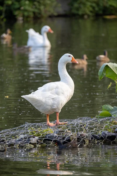 A serene moment captured with a white goose standing on rocks in the water, while another white goose peacefully swims in the background. Tranquil nature scene. White Geese in Water: Standing and