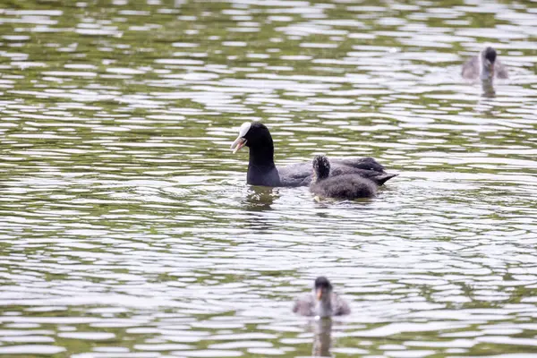 Two adorable coot chicks engage in a feeding frenzy as they snap for food in the serene ambiance of a pond, capturing a delightful moment in wildlife. Coot Chicks in Feeding Frenzy at Pond. High