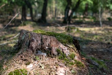 Merkezî ve keskin odaklı yosun kaplı bir kütüğün yakın çekim görüntüsü, gür ormanın güzel bir şekilde dağılmış arka planına karşı kurulmuş, dingin bir orman manzarası yaratıyor. Ormanda Yosun Kaplamalı Günlük Kaydı