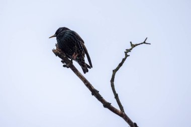 Yapraksız bir dala nazikçe tünemiş, kuşların cazibesini bir kış manzarasının arka planına yansıtan çarpıcı bir karga görüntüsü. Çıplak Şube 'de Kış Karga' sı. Yüksek kalite