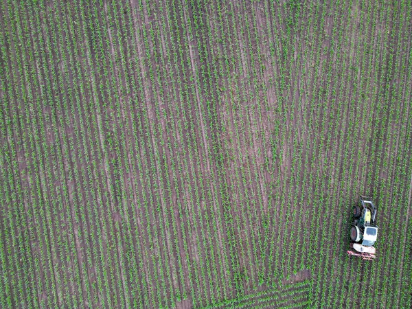 Aerial view of farming tractor spraying on field with sprayer, herbicides and pesticides at sunset. Farm machinery spraying insecticide to the green field, agricultural natural seasonal spring works