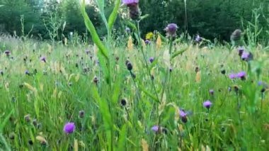 Düşük açı. Kamera yeşil çimenler ve güneşli bir günde beyaz karahindiba saatleri arasında hareket eder. Yavaş çekim videosu. Yumuşak odaklanma. Doğa temalı güzellik. Karahindiba topları ile çayır