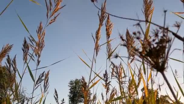 Mesmerizing Ascent Tall Golden Grass Setting Suns Warm Low Light — Stock Video