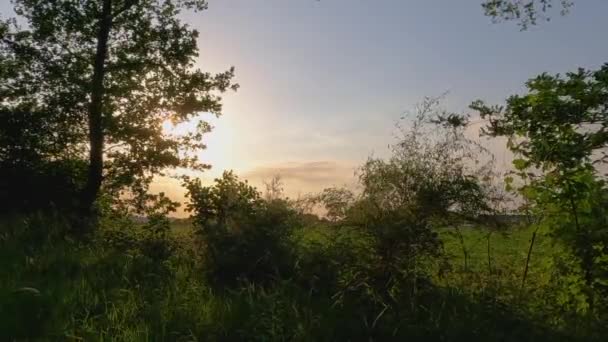 Doświadcz Magii Spokojnego Jesiennego Poranka Sercu Lasu Światło Słoneczne Przenika — Wideo stockowe