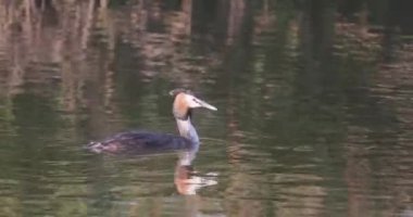 Great Crested Grebe, Podiceps kriteri. Yüksek kalite fotoğraf