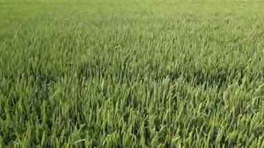 Yakın plan hava aracı yeşil buğday mısırının üzerinde uçuyor. Mısır gevreği arazisi, tarım endüstrisi. Doğal doku hareket halinde, yemyeşil buğday dalları rüzgarda sallanıyor. Organik ürünleri tarlada yetiştir. Yüksek