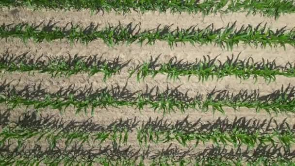 Вище Дрон Захоплює Суть Живих Дихаючих Сільськогосподарських Угідь Нові Зернові — стокове відео