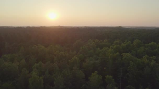 当无人机向地平线飞去的时候 夕阳西下的太阳给下面的森林投下了一个金色的咒语 树梢被暮色的柔和色调所触动 形成了一个有质感的树冠 轻声低语着 — 图库视频影像