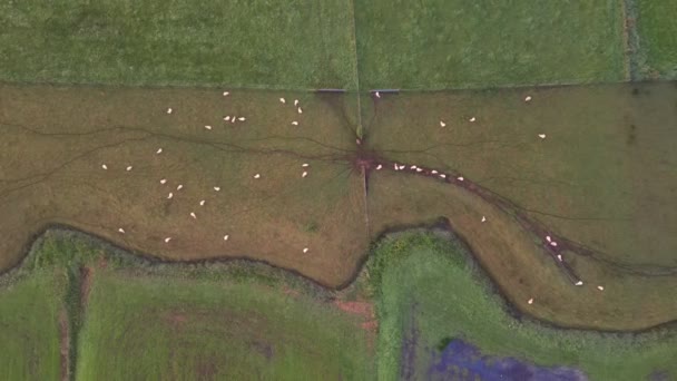 这段空中录像提供了一个和平下降在一片绿色的草地上 奶牛在那里平静地吃草 鸟瞰增强了田园风光的优美与宁静 在Meadow上空的空中降落 — 图库视频影像