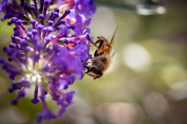 Bu yakın plan görüntü, canlı mor bir çiçekten özenle nektar toplayan bir arının karmaşık detaylarını yakalar. Arıların hassas kanatları orta kanat çırpıyor ve hızlı hareketi vurguluyor.