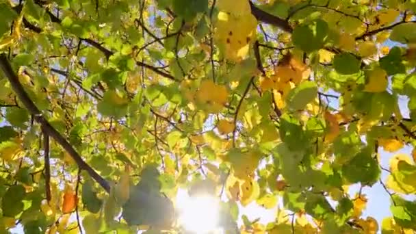 Footage Offers Close Almost Ethereal View Autumn Leaves Bokeh Effect — Stock Video