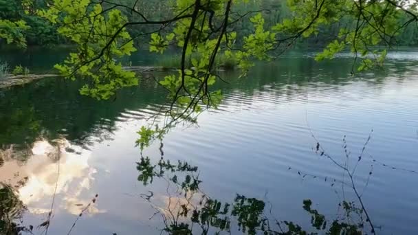 静かな湖の静かな水は 繊細な張り付いた枝と新春の葉が景色をフレームにしているこの穏やかなイメージの中央段階を取ります 水面の優しい波紋 — ストック動画