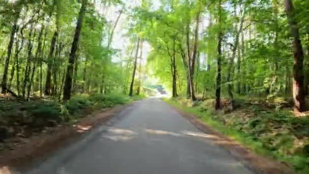 Кадре Запечатлена Перспектива Путешествия Первого Лица Лесной Дороге Окружённой Зеленым — стоковое видео