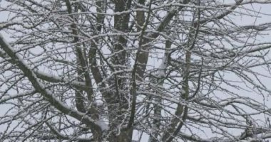 Görüntü, ince bir kar tabakasına sarılı dalları ve dalları olan ağaçların yakın plan görüntüsünü sunuyor. Kar yağmaya devam ettikçe, dantelli süslemelere ekleniyor.