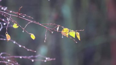 Görüntüler mevsimlerin hassas geçişini yakalıyor, bir ağacın ince, nemli dallarına yapışan birkaç dayanıklı sarı yaprağı gösteriyor. Arkaplan yumuşak bir bokeh