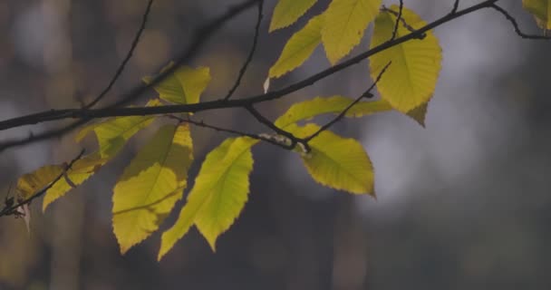 Das Filmmaterial Fängt Den Zarten Tanz Goldgelber Blätter Vor Einem — Stockvideo