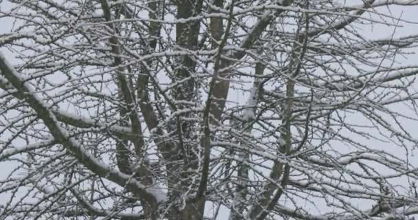 この画像は 木々の複雑な枝ネットワーク それぞれの手足とツイッグが雪の繊細なシースに囲まれている様子をクローズアップしています 雪が降り続けるにつれて それはレースのような装飾に追加されます — ストック動画
