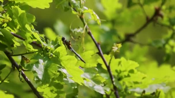 Metraje Captura Vibrante Vegetación Nuevas Hojas Disfrutando Brillante Luz Del — Vídeos de Stock