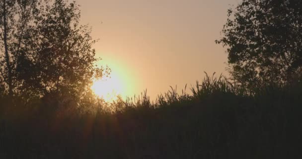 Görüntü Güneşin Ufukta Alçaktan Battığı Ağaçların Narin Siluetlerini Aydınlattığı Sakin — Stok video