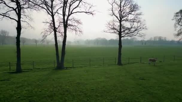 Footage Reveals Misty Morning Scene Pastoral Landscape Flying Backwards Providing — Stock Video
