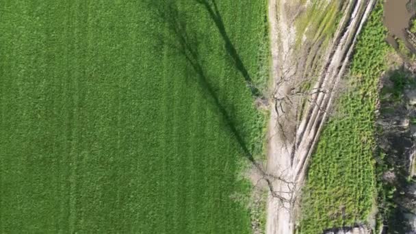 Dieses Luftbild Zeigt Einen Flickenteppich Landwirtschaftlicher Flächen Ein Beleg Für — Stockvideo