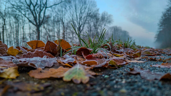 This image captures the essence of a frosty autumn morning at ground level, featuring fallen leaves scattered across a forest path. The leaves, edged with the delicate touch of frost, highlight the