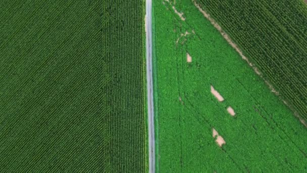 镜头展示了一条狭窄 宁静的乡间小路穿过充满活力的绿色农田的心脏 道路两旁各种不同的绿色作物的对比 显示出人们在道路两旁的精心照料 — 图库视频影像