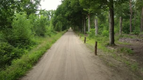 Görüntü Sık Bir Ormanda Dolanan Toprak Yolun Sessiz Tenha Cazibesini — Stok video