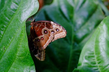 This image showcases a butterfly resting on a verdant leaf, with its wings closed, revealing the eye-like patterns that serve as camouflage. The intricate markings and textures on the butterflys clipart