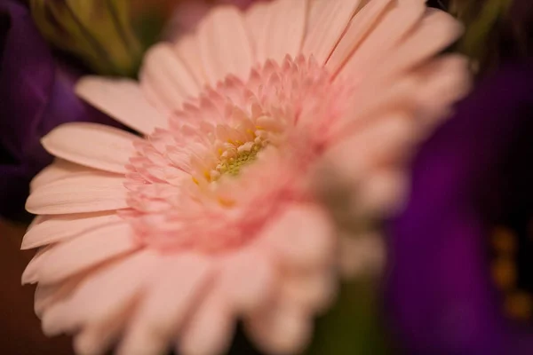 This image captures the delicate beauty of a gerbera daisy in a close-up that highlights its soft petals and the subtle gradient of pink to white. The intricate details of the flowers center and the