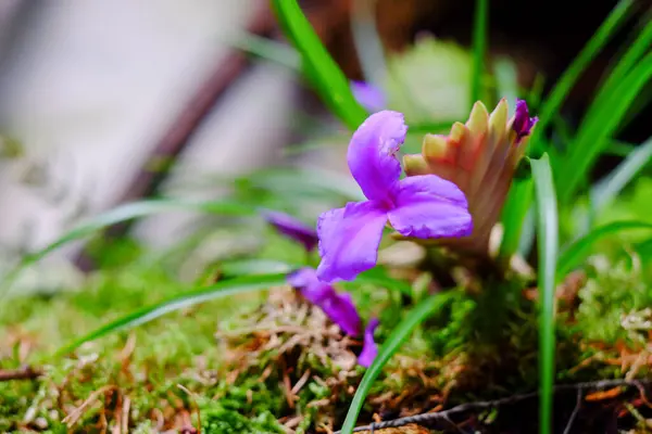 A vibrant purple flower stands prominently in a bed of soft green moss, embodying the rejuvenating spirit of spring. The delicate petals appear almost translucent, with veins of a deeper purple that
