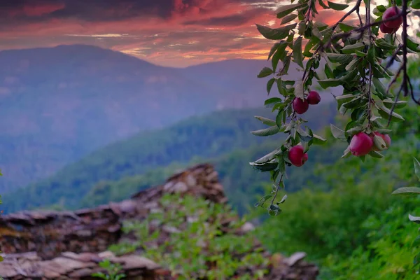 This picturesque scene unfolds in the Ardeche region, where the ripe bounty of an orchards fruit hangs in the foreground, set against the breathtaking view of layered mountains at twilight. The warm