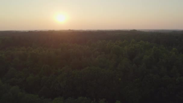 这个向后飞过的镜头捕捉了日落的宁静时刻 金色的太阳降落在地平线上 给广阔的森林投下了温暖的光芒 树冠伸展着 — 图库视频影像