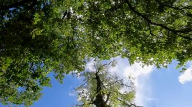 Ormanın zemininden bakıldığında, bu dönen görüntü canlı bir gökyüzüne karşı ağaçların güzel karmaşıklığını yakalar. Bereketli yeşil yapraklar mavi gökyüzü parçalarıyla doğal bir mozaik oluşturur.