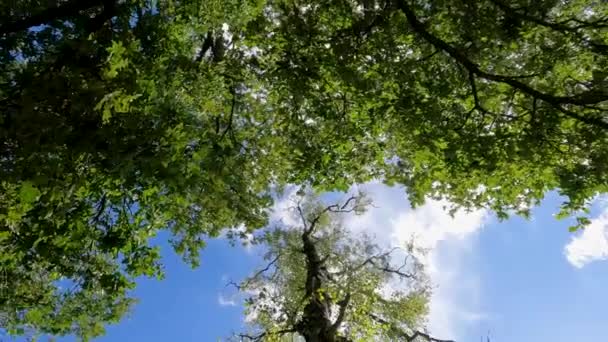 Дивлячись Лісової Підлоги Цей Обертовий Знімок Захоплює Прекрасну Складність Зубців — стокове відео