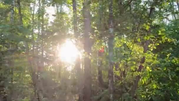 Görüntülerde Orman Batan Yükselen Güneşin Yoğun Yaprakların Arasından Süzülen Sıcacık — Stok video