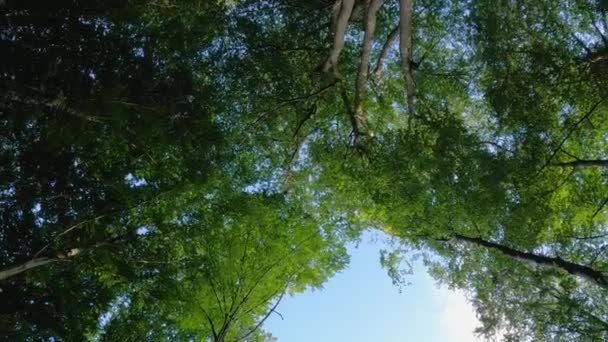 Yukarıya Bakan Görüntü Bir Ormanın Yemyeşil Gölgesini Dalları Yapraklarıyla Gökyüzüne — Stok video