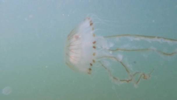 Footage Captures Solitary Journey Jellyfish Adrift Subtle Marine Blue Waters — Stock Video