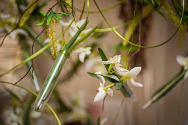 Bu resim ince bir cam şişeye asılmış, ince beyaz bir orkideyi gösteriyor, yeşil sarmaşıkların arasında ustalıkla asılı duruyor. Yaprakları açık olan orkide, odak noktası haline gelir.