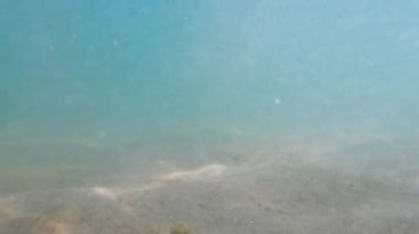 Bu görüntüler, kumlu deniz tabanının berrak ve aydınlık sularda yıkanmış huzurlu bir sualtı görüntüsü sağlıyor. Sahnenin basitliği, ışığın ve gölgenin ince etkileşimiyle sükuneti çağrıştırıyor.