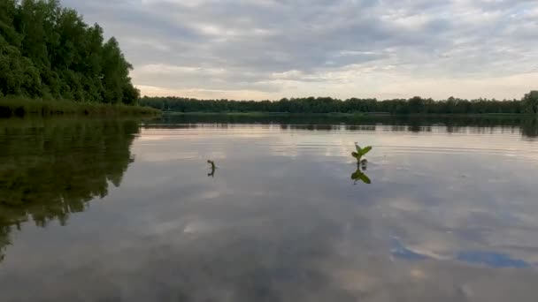장면은 저녁에 고요한 호수의 고요함을 캡처합니다 거울처럼 작용하며 가장자리와 하늘의 — 비디오