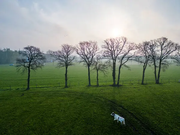 The aerial image showcases a pastoral landscape at dawn, with a small herd of Holstein Friesian cows, bos taurus, grazing in a field. The rising sun, veiled by a light morning haze, casts a gentle