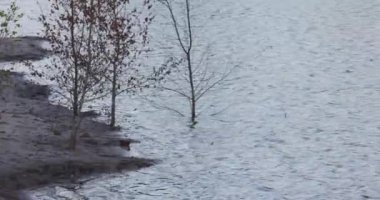 Bu sakin stok görüntüsü, ilkbaharın başlarında göl kenarındaki ağaçların dingin güzelliğini yakalar. Çorak dallar gölün sakin, parıldayan yüzeyinde yansıtılarak nazikçe sallanırlar. Şey...