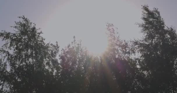 Este Tranquilo Metraje Captura Sol Madrugada Asomándose Suavemente Través Del — Vídeos de Stock