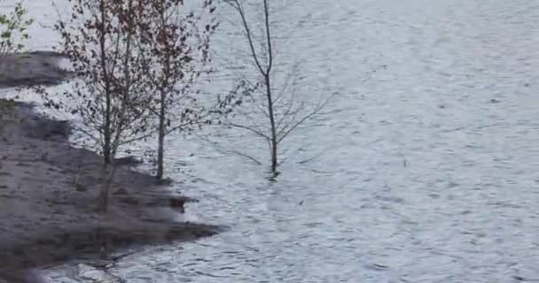 这个宁静的画面记录了早春湖滨树木宁静的美丽 贫瘠的枝条轻轻摇曳 映照在平静的湖面上 闪闪发光 — 图库视频影像